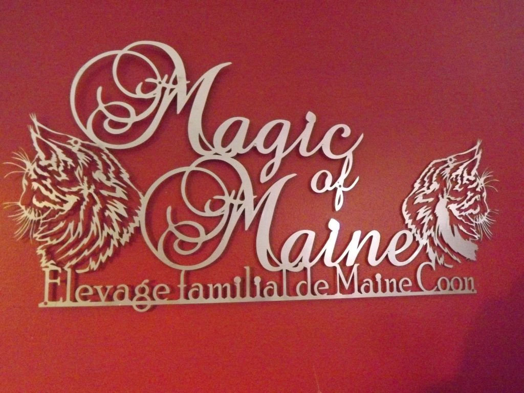 Plaque inox affixe maine coon